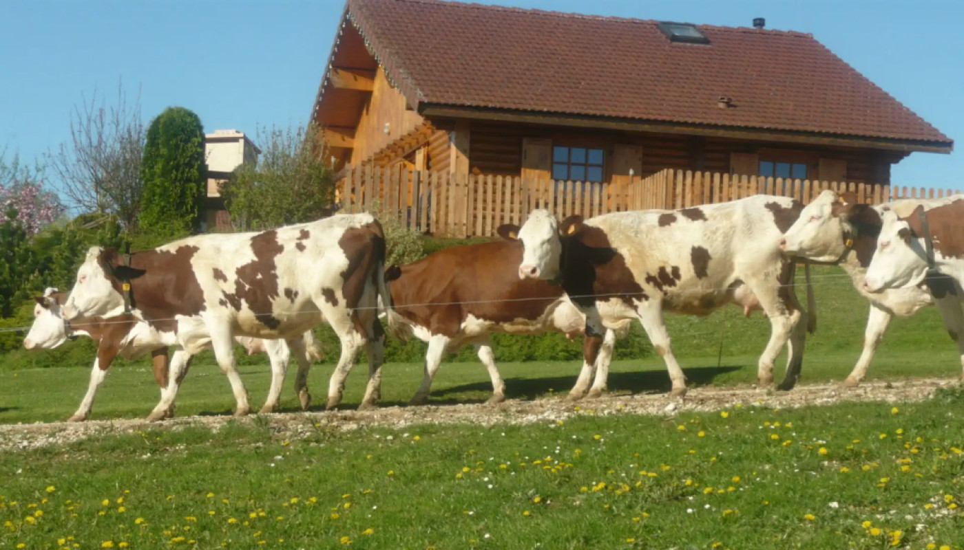 Location de vacances pas cher : dans le Jura, vous allez adorer Les Chalets des Chemins Verts !